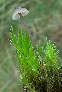 tiny toadstool