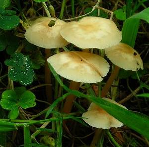 Small toadstools