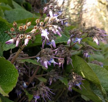 Trachystemon orientalis