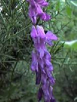 Vetch, tufted