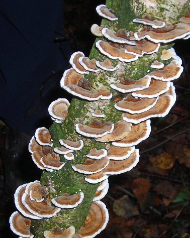 Trametes versicolor