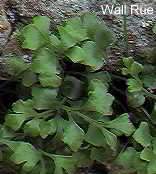 Wall Rue