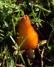 waxcap