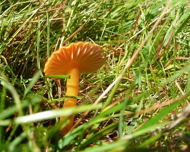 Honey waxcap Hygrocybe reidii