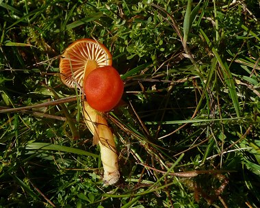 Vermilion waxcap Hygrocybe miniata