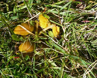 Golden waxcap Hygrocybe chlorophana