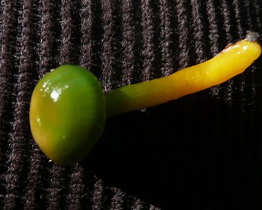 Parrot waxcap Hygrocybe psittacina