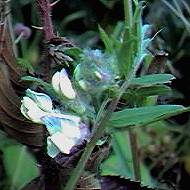 Vetch, wood