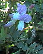 Wood Vetch