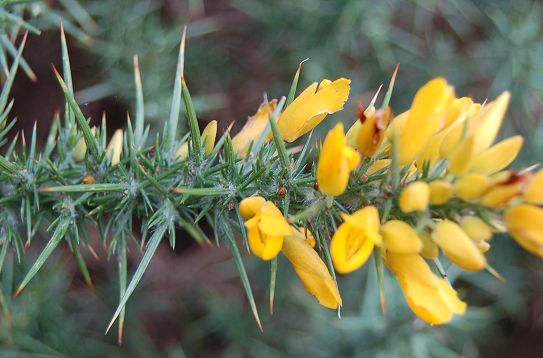 western gorse Ulex gallii