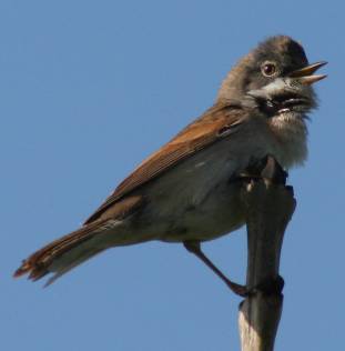 male whitethroat photo