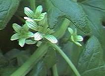 white bryony