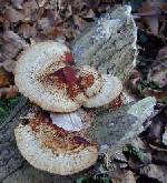 Bracket fungus