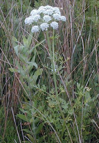 Oenanthe crocata