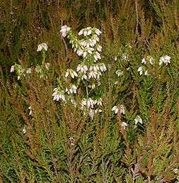 white heather