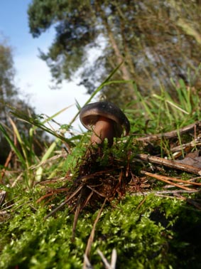 Buttercap Collybia butyracea