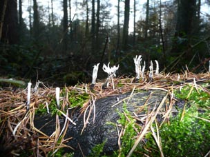 Candle snuff Xylaria hypoxylon