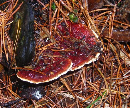 Root-rot Heterobasidion annosum