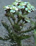 Yarrow