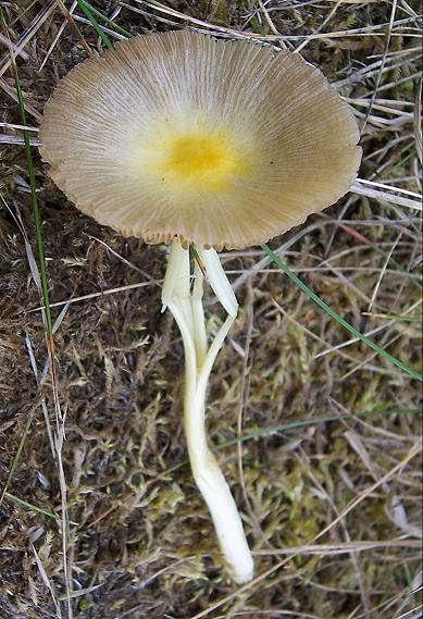 small toadstool