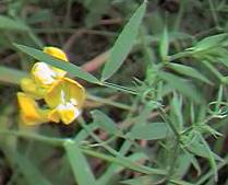 Meadow Vetchling