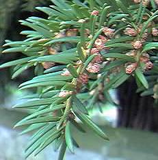 Yew flowers