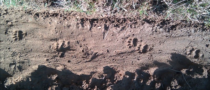 badger tracks in snow