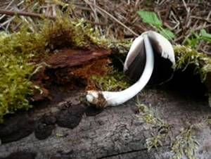 Red rug inkcap Coprinellinus domesticus