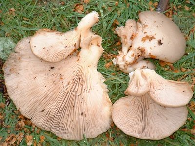 Pleurotus pulmonarius