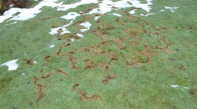 Vole runs under snow