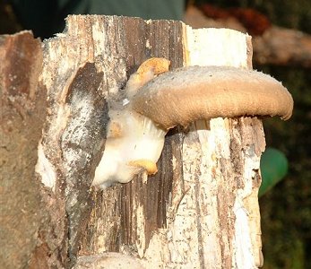 Pleurotus pulmonarius