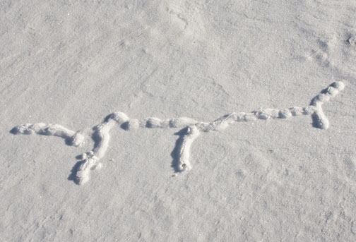 mole tracks in snow