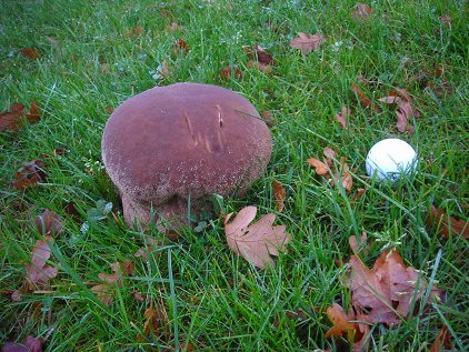 Lycoperdon utriforme