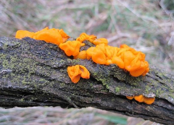 Tremella mesenterica