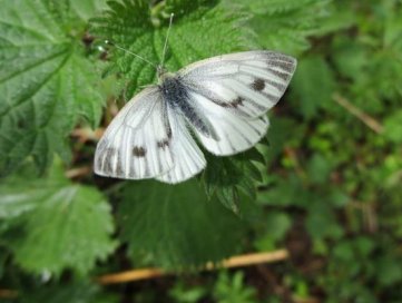 white butterfly