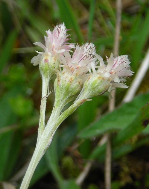 mountain everlasting Antennaria dioica female flowers