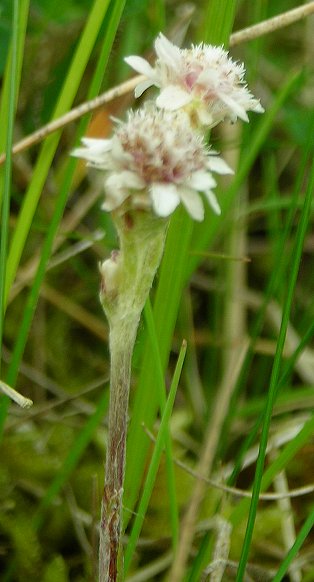 mountain everlasting Antennaria dioica male flowers