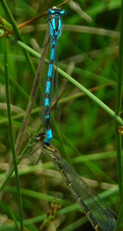 common blue damselfy Enallagma cyathigerum