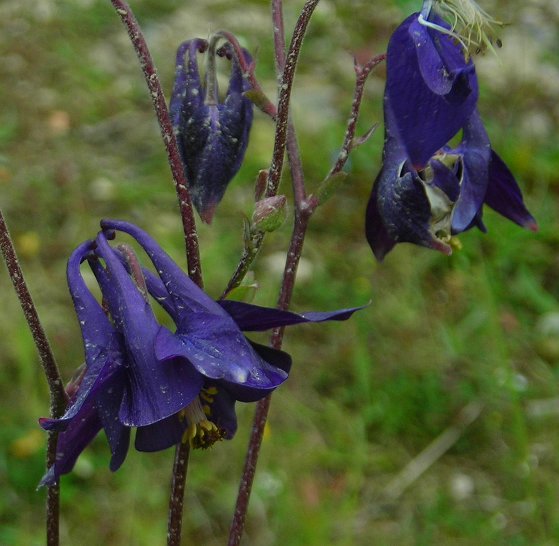 columbine Aquilegia vulgaris