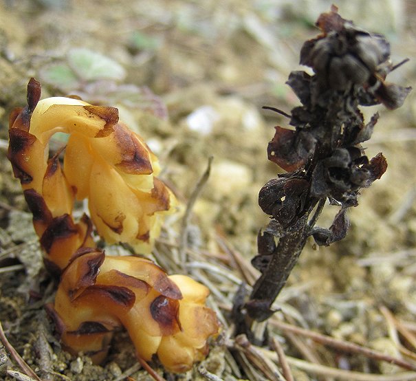 yellow birdsnest Monotropa hypopytis