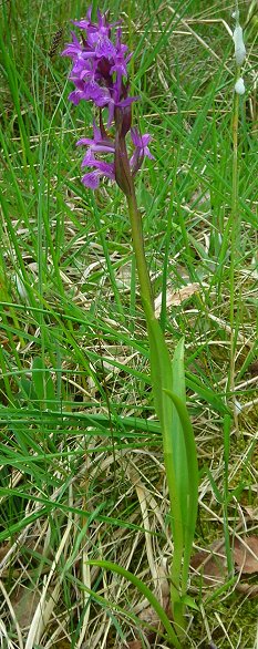 marsh orchid Dactylorhiza traunsteineri