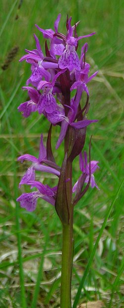 marsh orchid Dactylorhiza traunsteineri