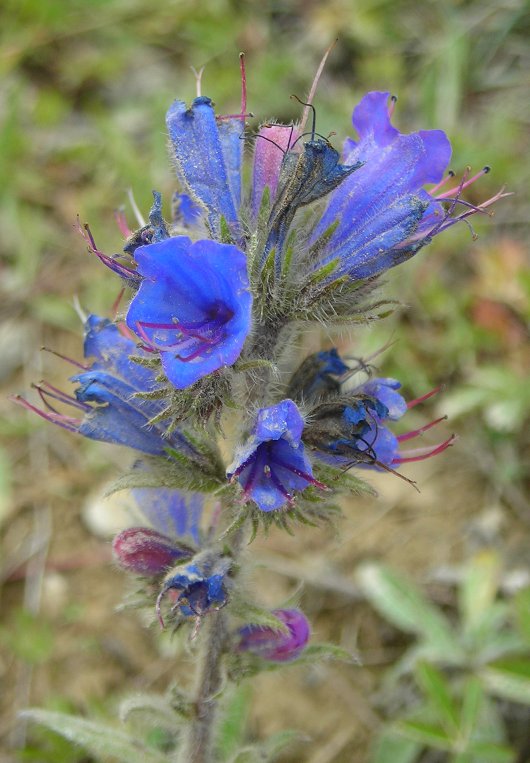 vipers bugloss Echium vulgare