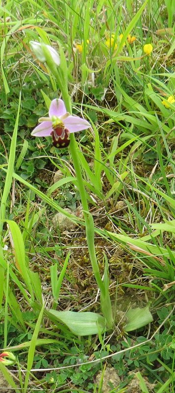 bee orchid