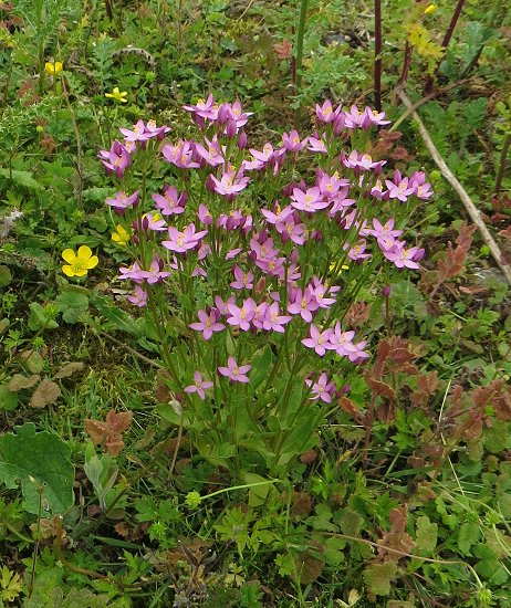 common centaury