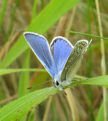 common blue butterfly