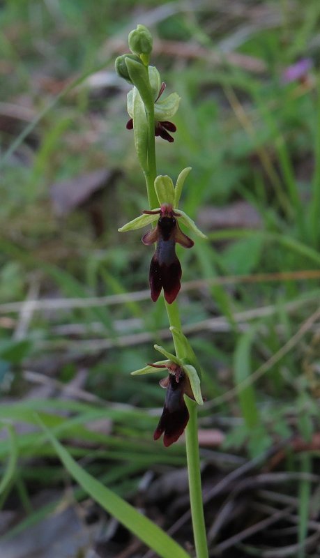 fly orchid