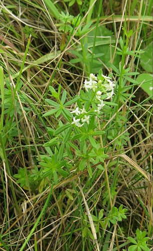 hedge bedstraw