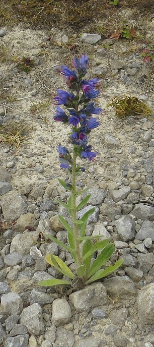 vipers bugloss