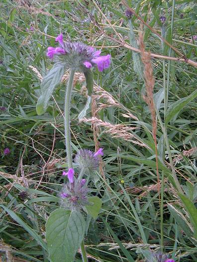 Wild Basil